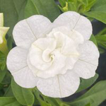 Calibrachoa Portucal Double White
